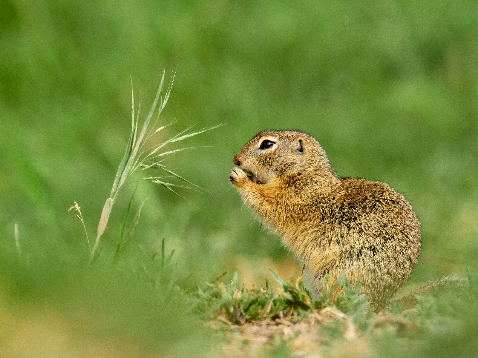 Max Sorg 02 MSO26076