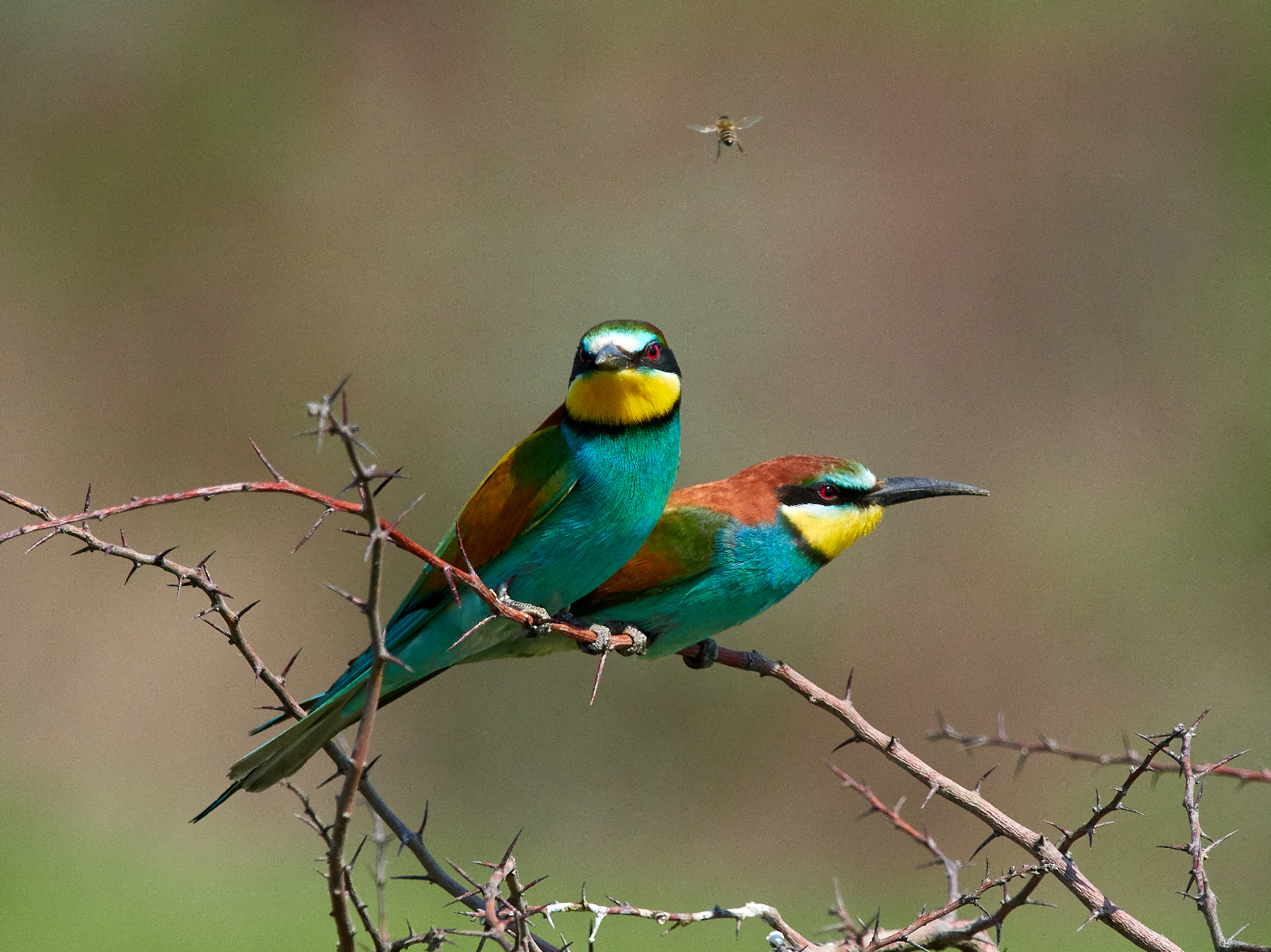 Max Sorg 04 MSO57651